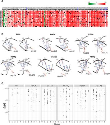 In-silico probing of AML related RUNX1 cancer-associated missense mutations: Predicted relationships to DNA binding and drug interactions